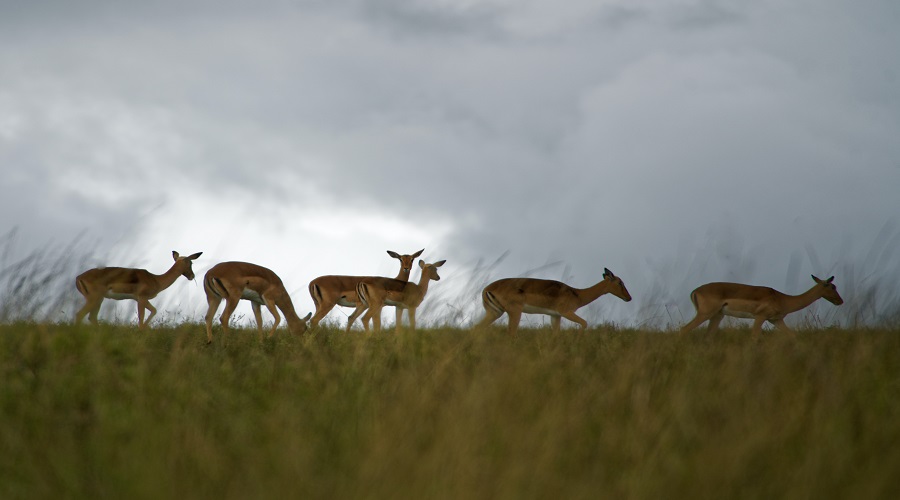 1 day Tanzania safari