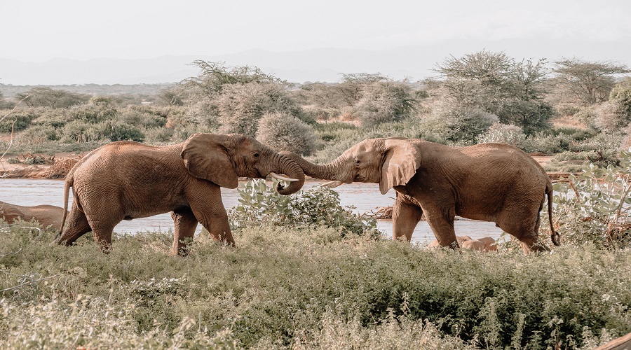 1 days trip safari to mikumi national park
