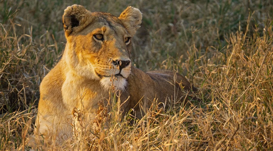 6 Days Best of Tanzania Safari | Camping Under the Stars. gallery image 2