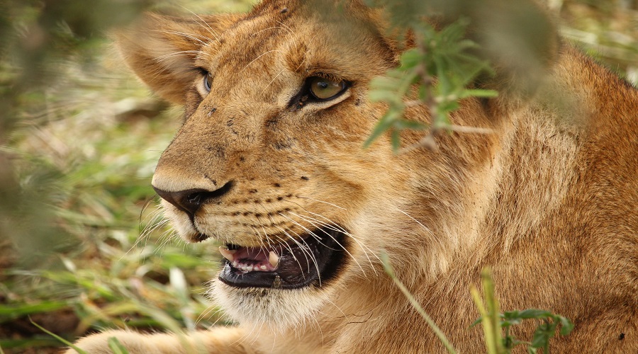 3 Days Tanzania Safari | Tarangire, Ngorongoro & Lake Manyara | Generous African Tours