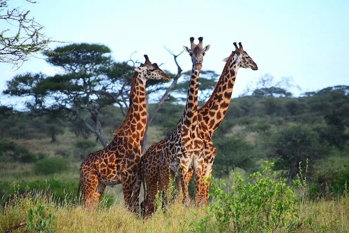 Tanzania Family Safari Travel | Kids & All Ages. gallery image 1