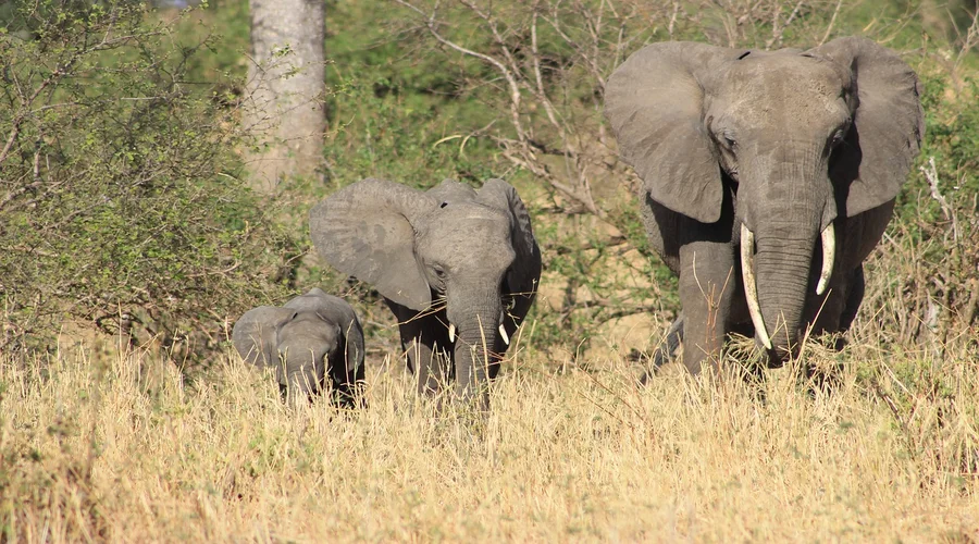 Tanzania Family Safari Travel | Kids & All Ages. gallery image 2