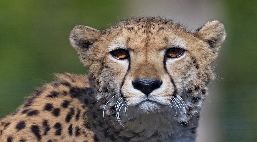 3 Days Tanzania Safari | Tarangire, Ngorongoro & Lake Manyara | Generous African Tours