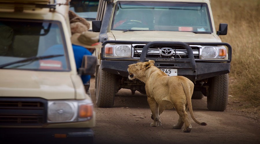 Serengeti Safari 2026/2027 | Big Five & Great Migration Tours from Arusha