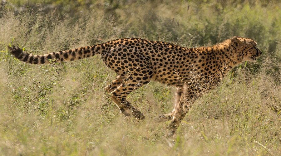 1 Day Safari