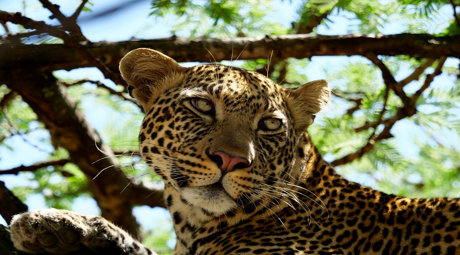 1 Day Tanzania Safari