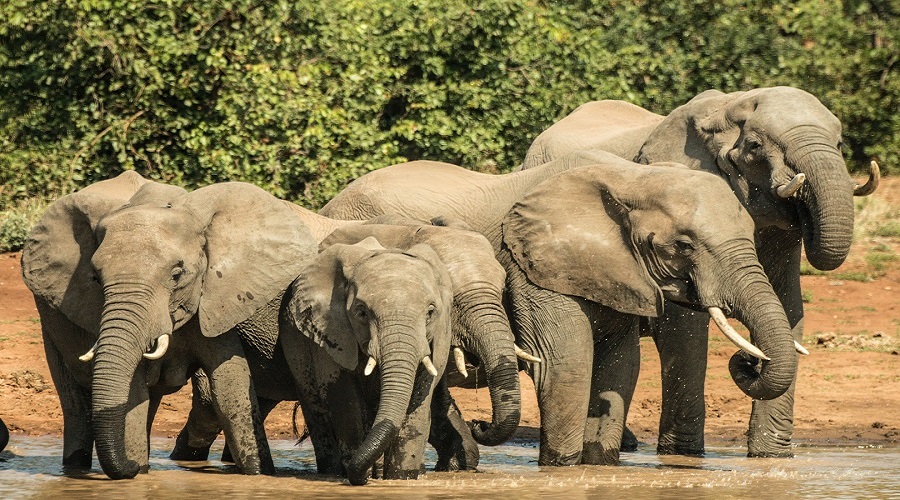 5 Days Tanzania Safari | Serengeti, Ngorongoro & Lake Manyara | Generous African Tours