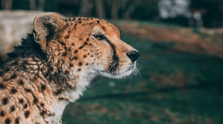 7 Days Tanzania Safari