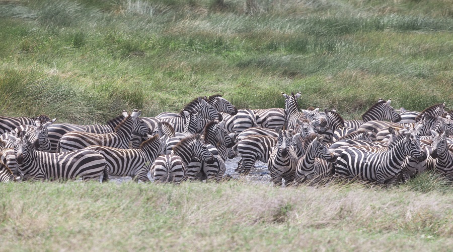 4 Days Great Serengeti Migration Safari | Witness Nature's Spectacle