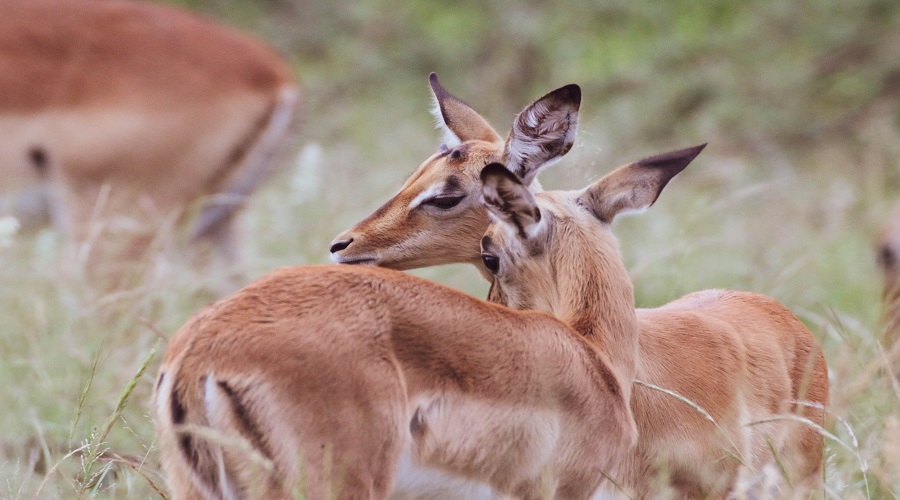 6 Days Tanzania Safari
