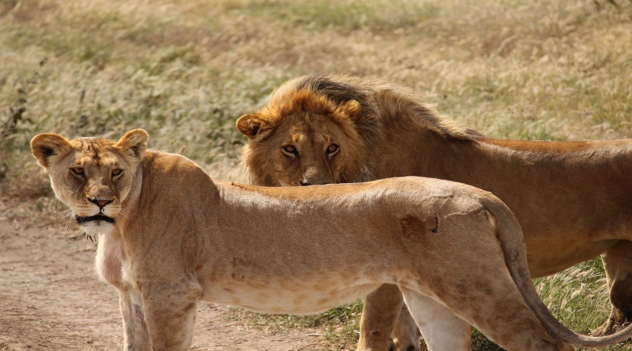 Serengeti and Ngorongoro