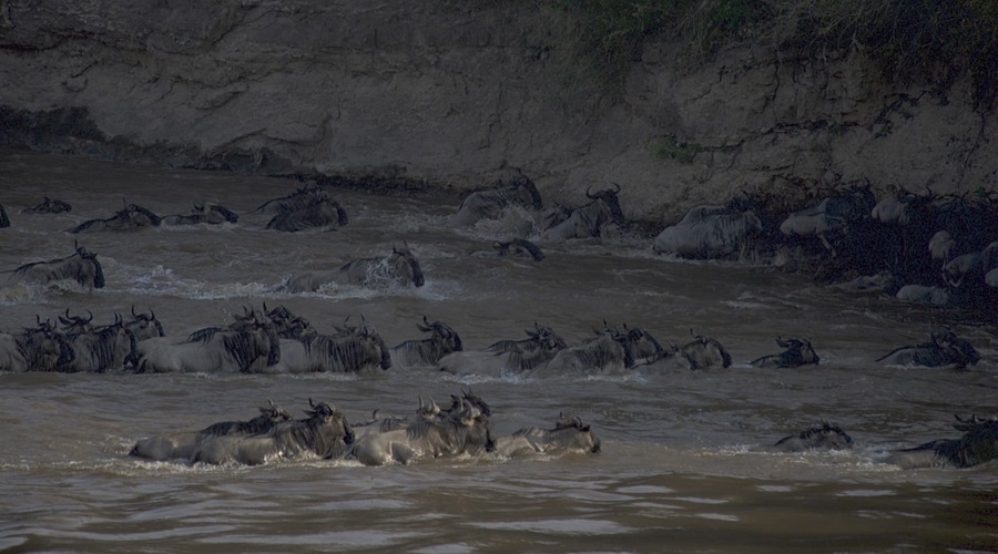 Serengeti Migration Safari September 2026/2027 | Mara River Crossings Tour