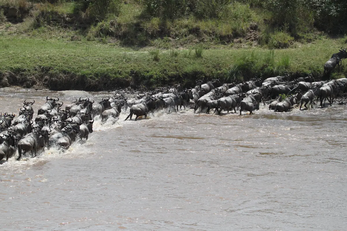 Best Time for the Serengeti Migration: A Month-by-Month Guide.