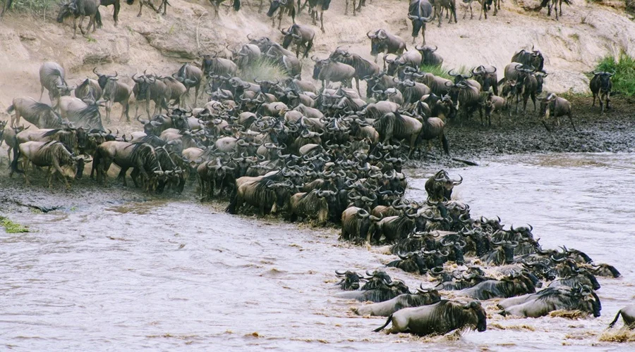 7-Day Serengeti Safari: Wildlife, Wilderness & Wonder
