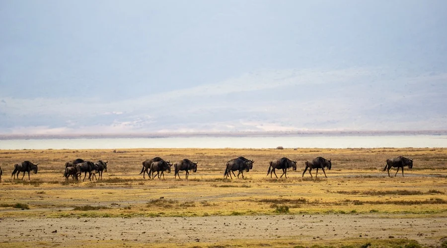 Serengeti Migration Safari August 2026/2027 | Mara River Crossings Tour from Arusha