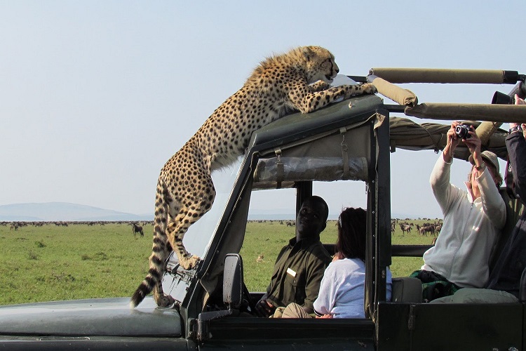 4 Days Group Tanzania Safari