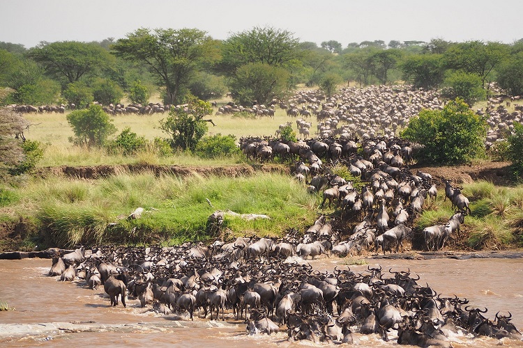 5 Days Group Safari