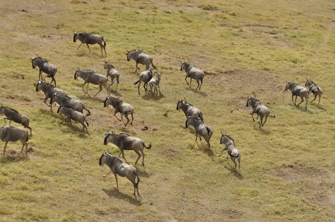 Serengeti Migration Safari October/2027 | Mara River Return Crossings Tour