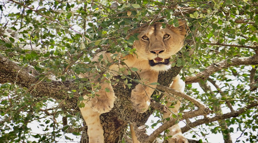 Ngorongoro Crater
